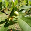 Prunus cerasus
